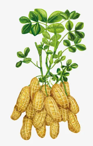 手绘花生生长图免抠