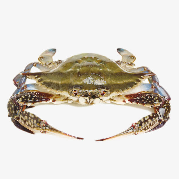 新鲜的梭子蟹免抠