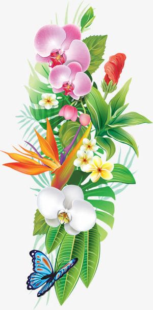 君子兰装饰免抠