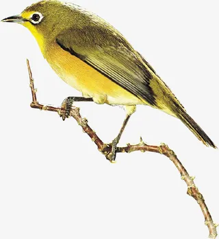 手绘黄色可爱鸟儿动物免抠