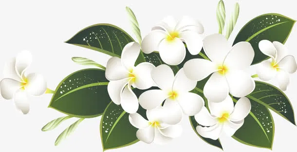 手绘白色花朵绿叶花束免抠