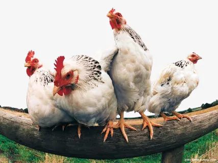 生态农庄农场免抠