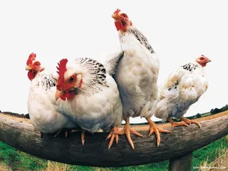 生态农庄农场免抠