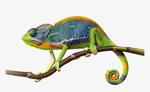 树枝上的蜥蜴免抠