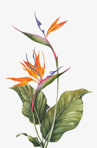 春天唯美花朵素材图免抠