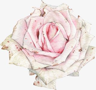 文艺清新花草海报设计装饰免抠