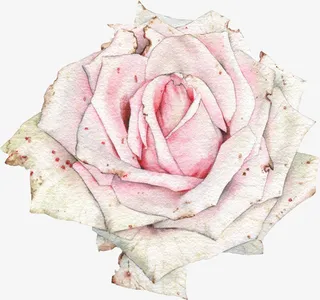 文艺清新花草海报设计装饰免抠