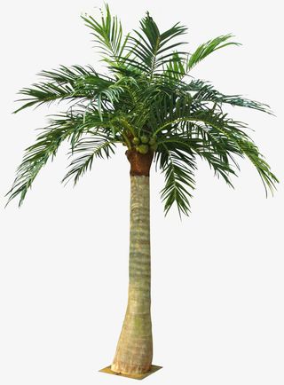 保护带绿色棕树免抠