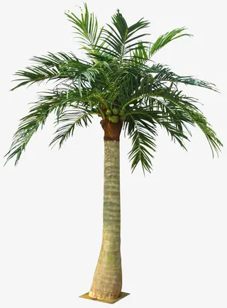 保护带绿色棕树免抠