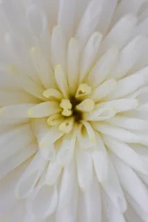 花芯，花朵，开花，纯白高清