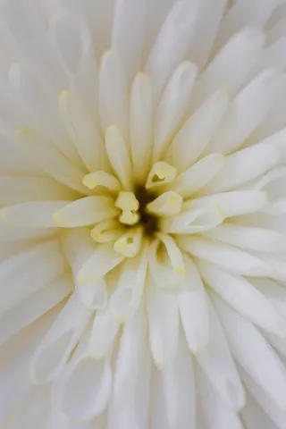 花芯，花朵，开花，纯白高清