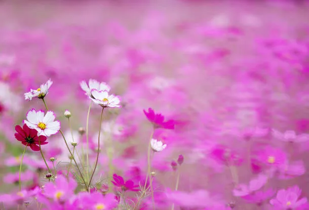 高清鲜花摄影免抠