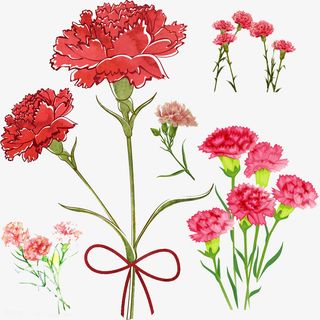 茂盛的康乃馨免抠