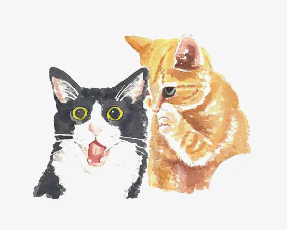 猫咪免抠