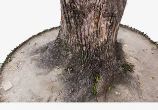 一棵大树树干免抠