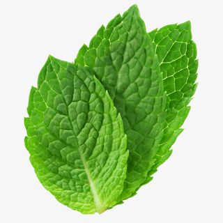 清凉薄荷叶png免抠