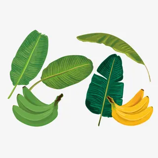 矢量图芭蕉叶免抠