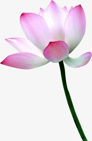 漂亮的荷花免抠