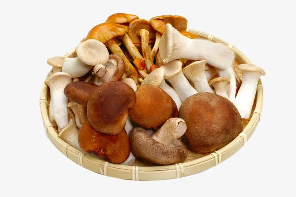 筛子里的茶树菇免抠