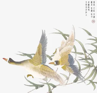 小鸟免抠