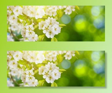 美丽的春天花朵植物高清