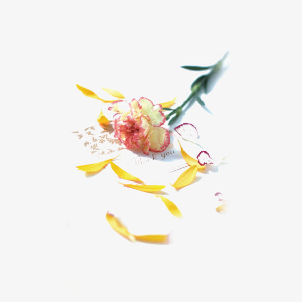 粉花色花瓣嫩绿叶免抠