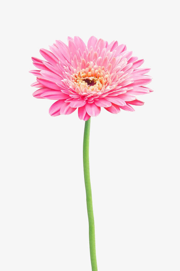 粉色非洲菊免抠
