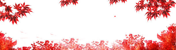 枫叶背景