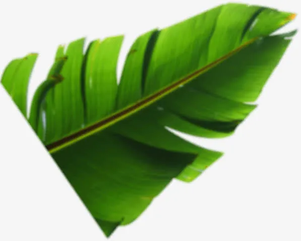 生机绿叶素材免抠