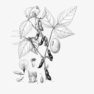 植物黄豆手绘风免抠