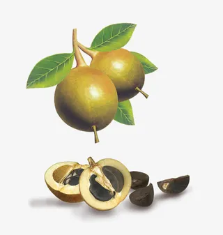 茶籽果图片免抠