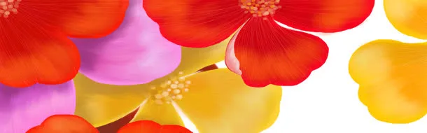 花瓣背景图