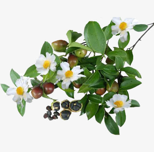 山茶果果实免抠