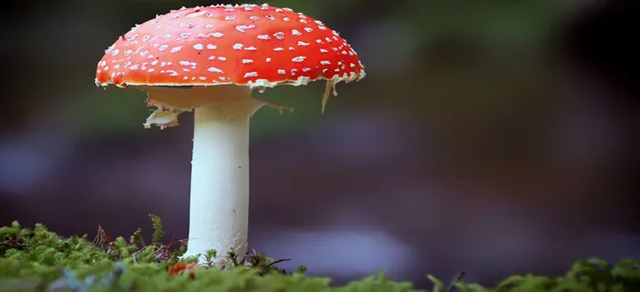 蘑菇背景高清