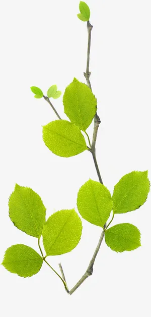 黄绿色清新女鞋树枝装饰免抠