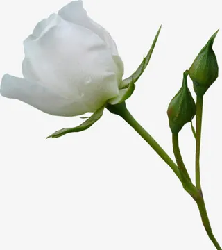 白色玫瑰花免抠