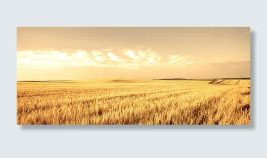 金色麦田背景高清 金色麦田背景高清