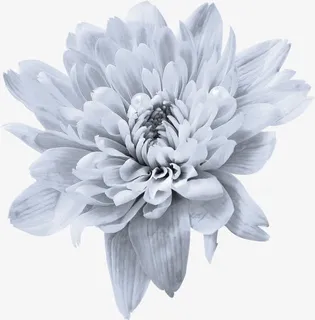 家纺 装饰底纹花艺免抠