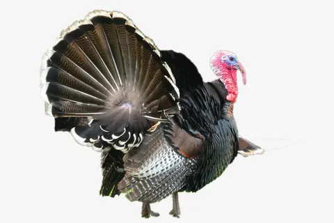 大雁    素材海报文件下载免抠 大雁    素材海报文件下载免抠