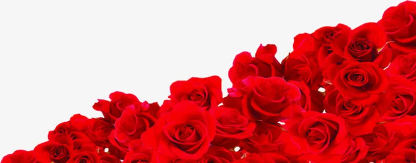 情人节红玫瑰背景图