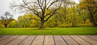 木板前面的大树背景高清