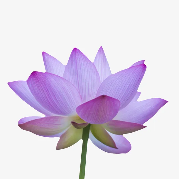 紫色纯洁的完全盛开的水芙蓉实物免抠