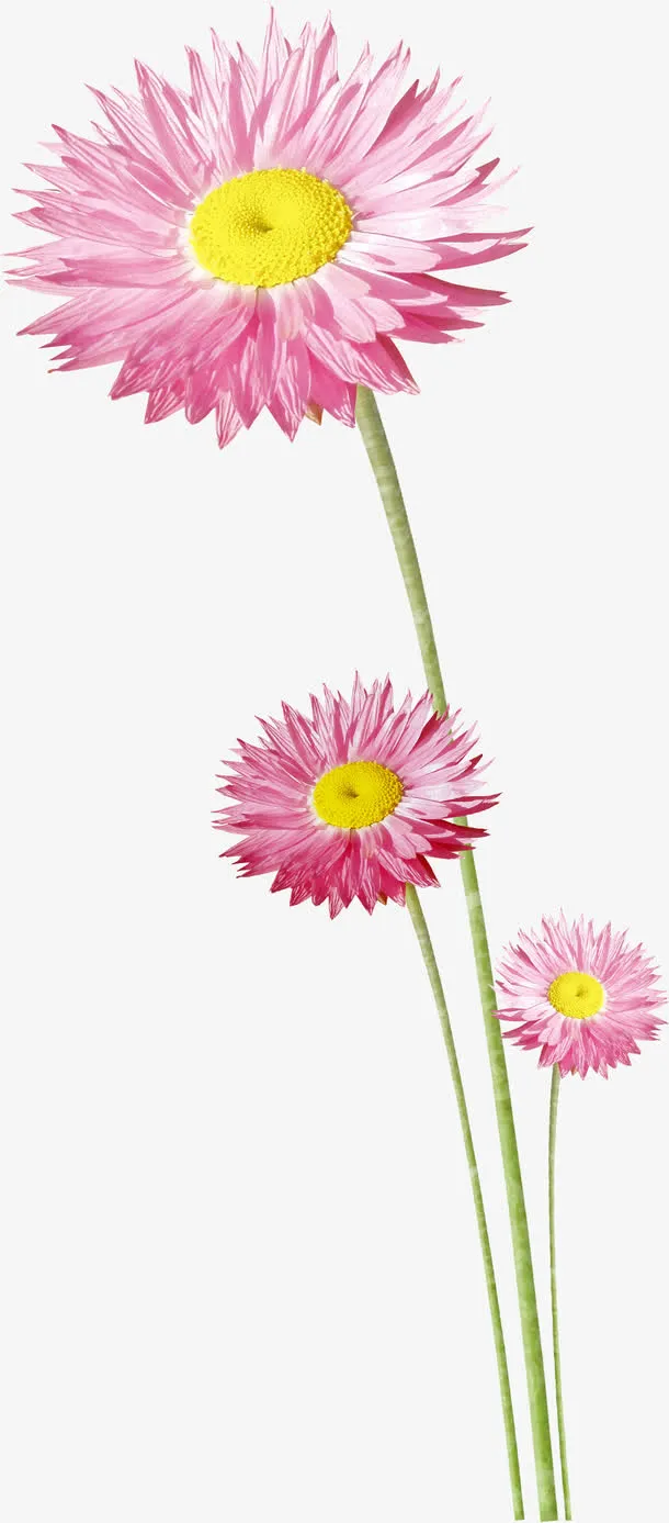 装饰 小花朵免抠