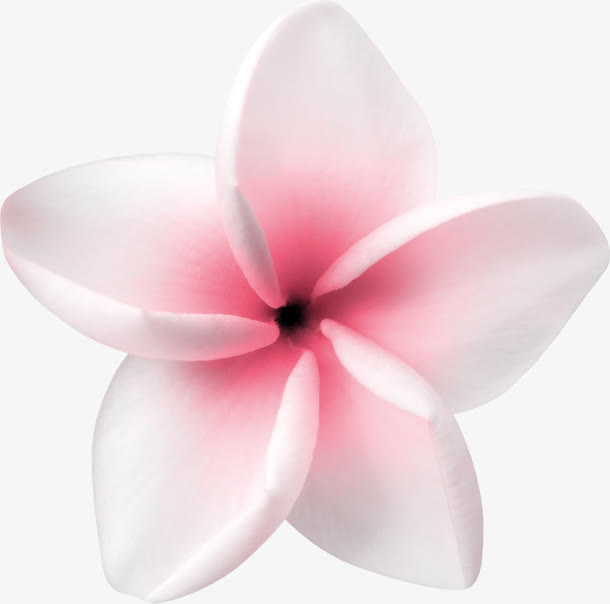 粉白色小花朵免抠