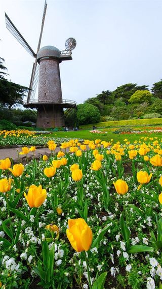 花朵小清新H5背景高清