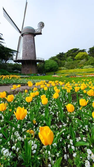 花朵小清新H5背景高清