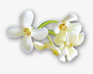 白色桂花免抠