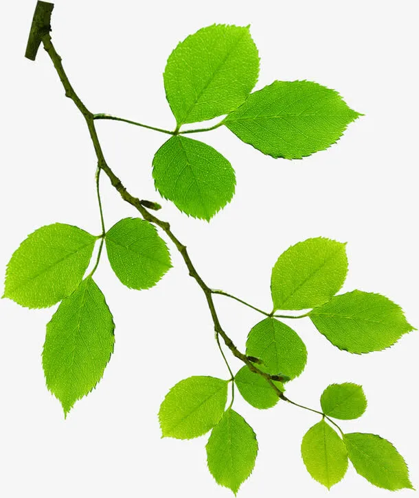 绿色清爽春天树枝风光免抠