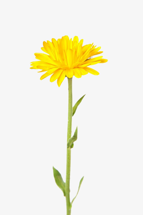 鲜花   免扣图免抠