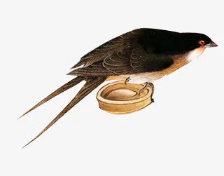 燕子燕归来中国风素材漂浮古风素免抠